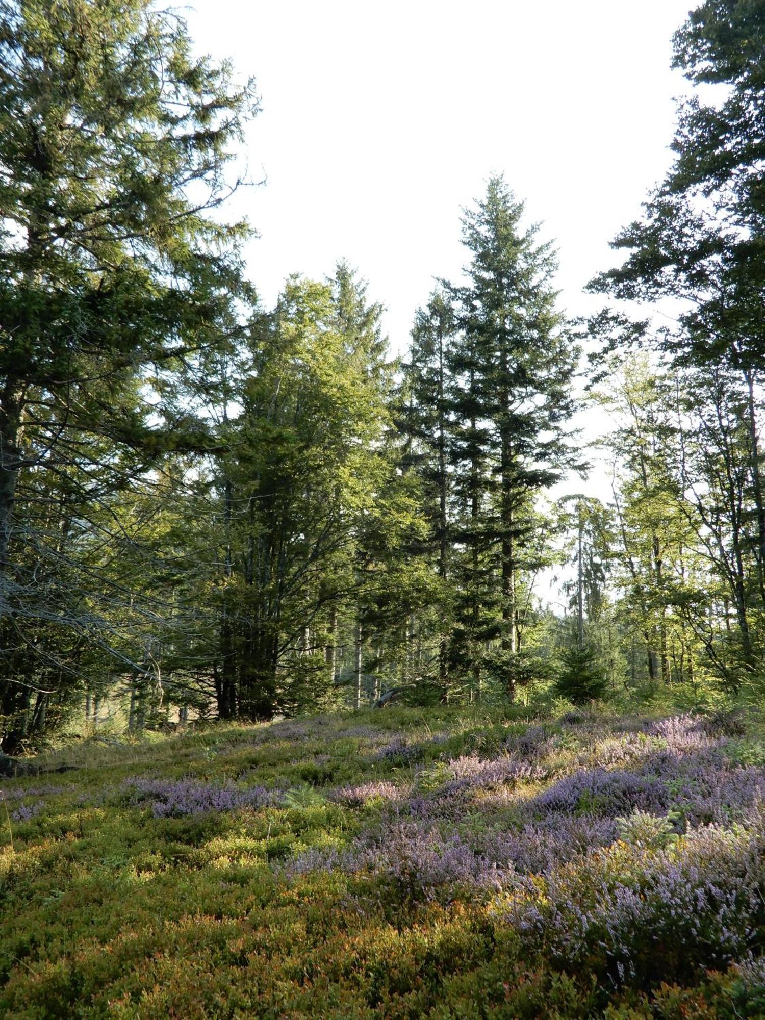 Gartenferienhaus "Annaluise" Schönau im Schwarzwald Εξωτερικό φωτογραφία